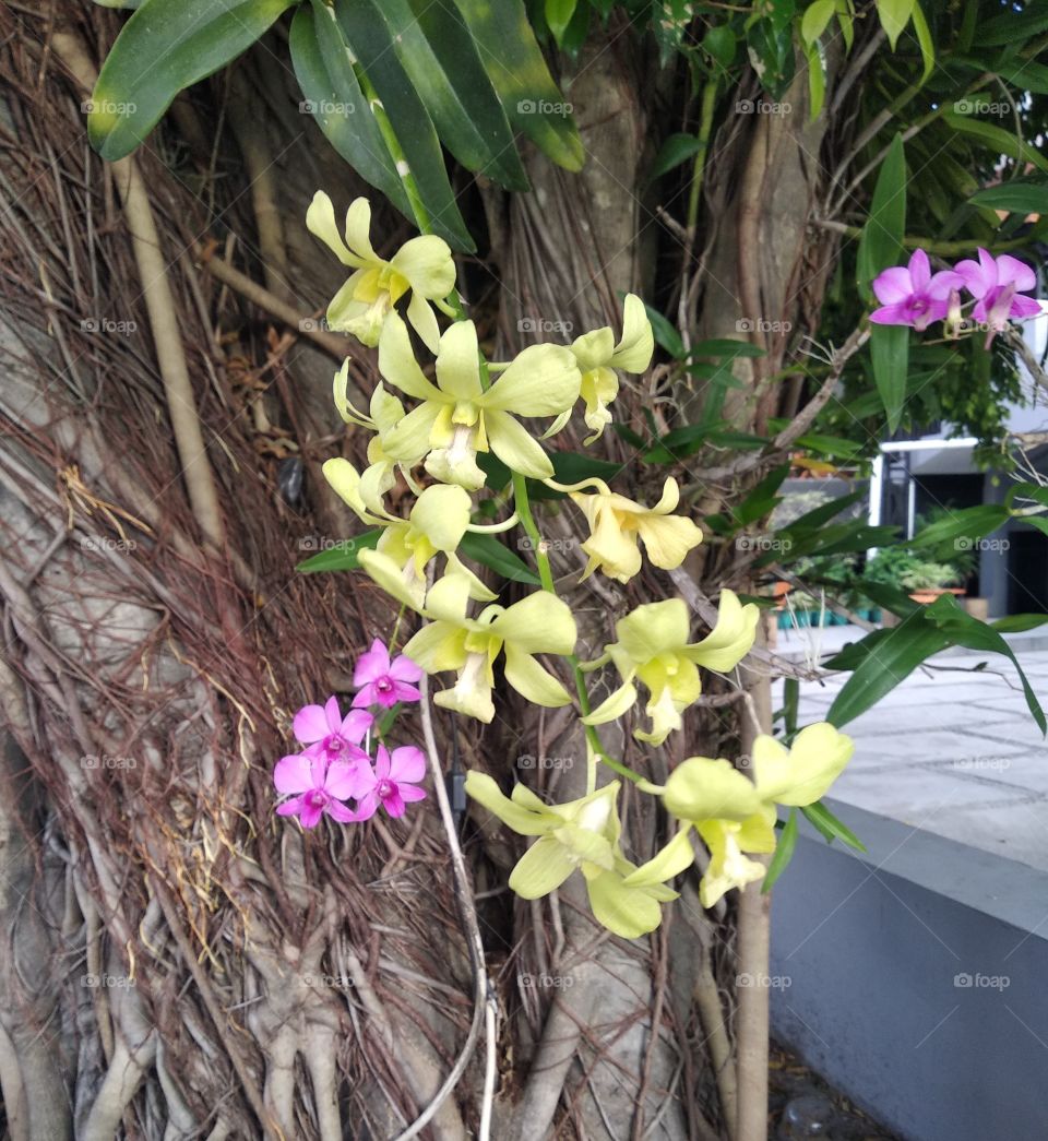 The Beauty of Orchids