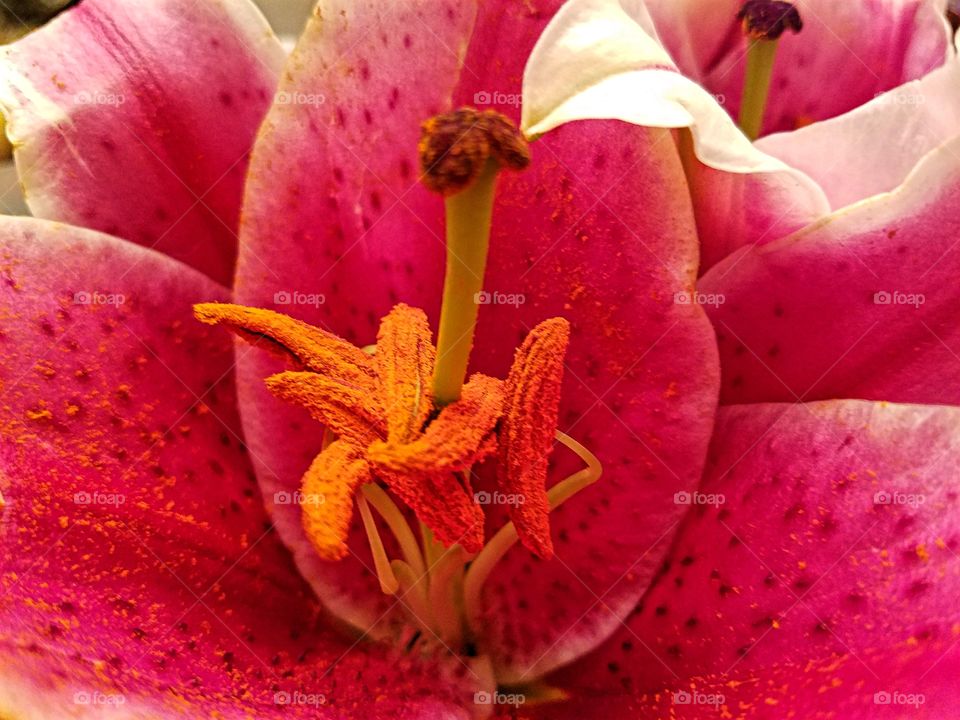 Star Gazer Lily covered with pollen!