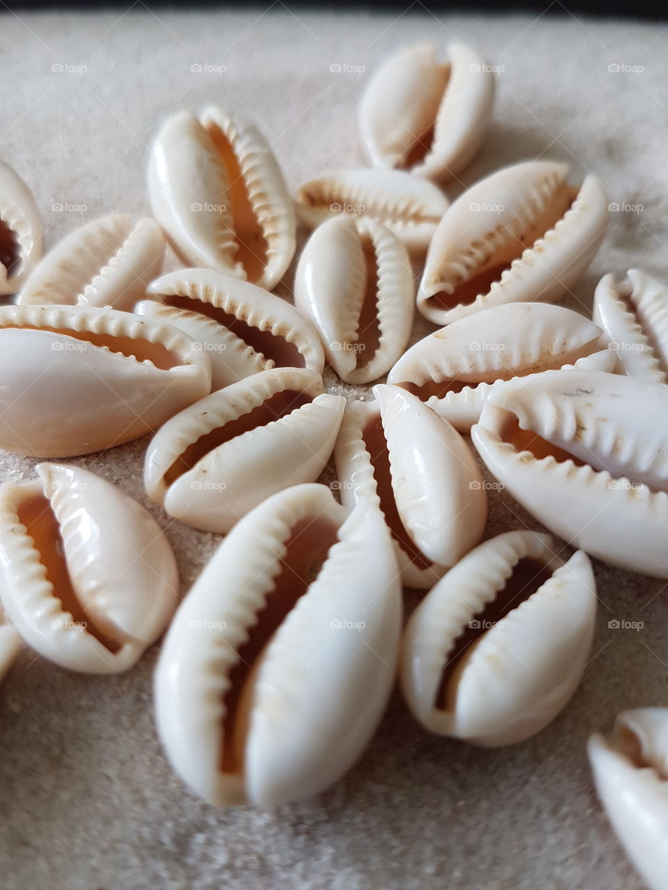 Conch shells at beach