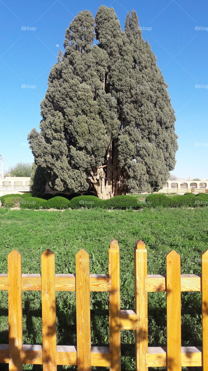 One of the oldest living thing in the world