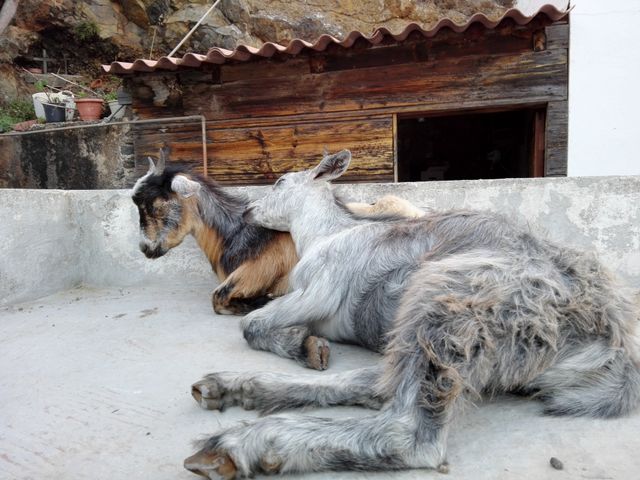 siesta