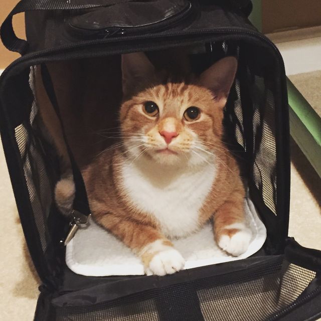 Cats in a box