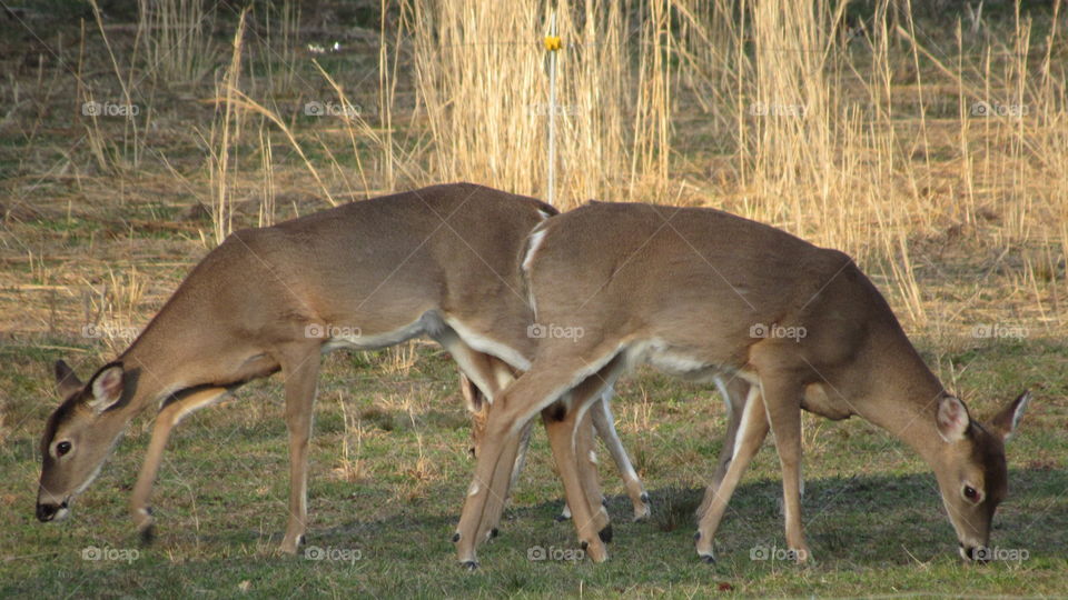 Three Whitetail deer butt to butt