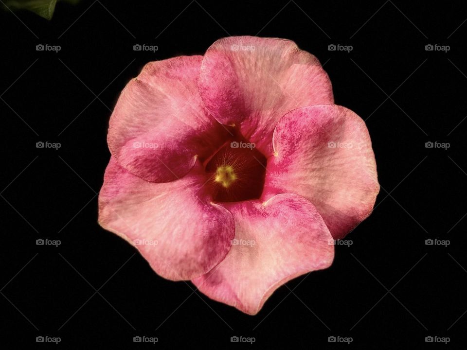 Allamanda flower - Close up shot - dark background 