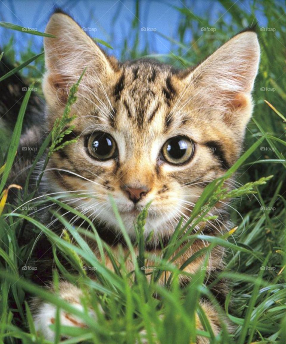 A cute cat is hiding among the green grass.