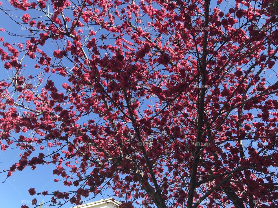 Springtime plum blossoms at the park 