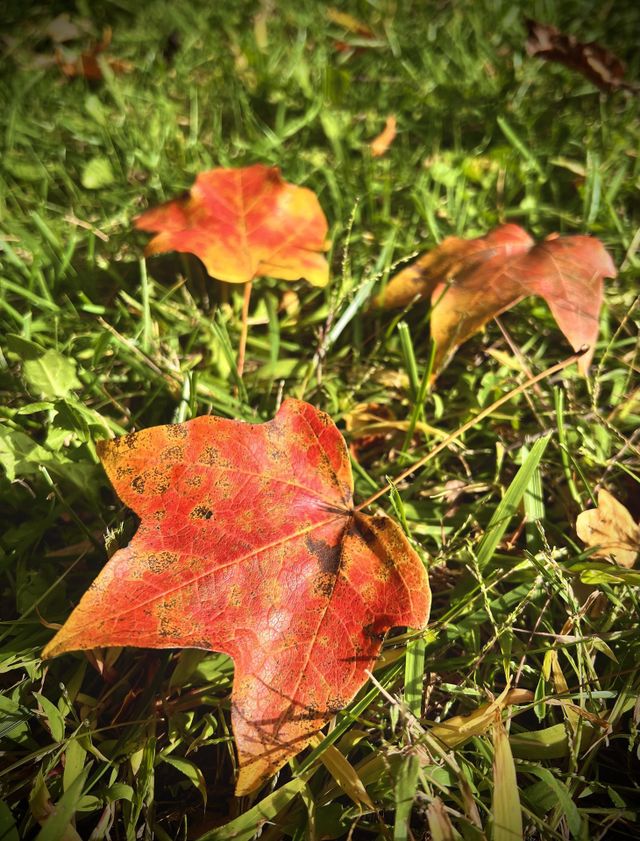 Falling leaves