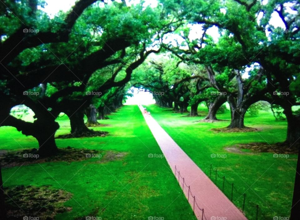 Cotton plantation 