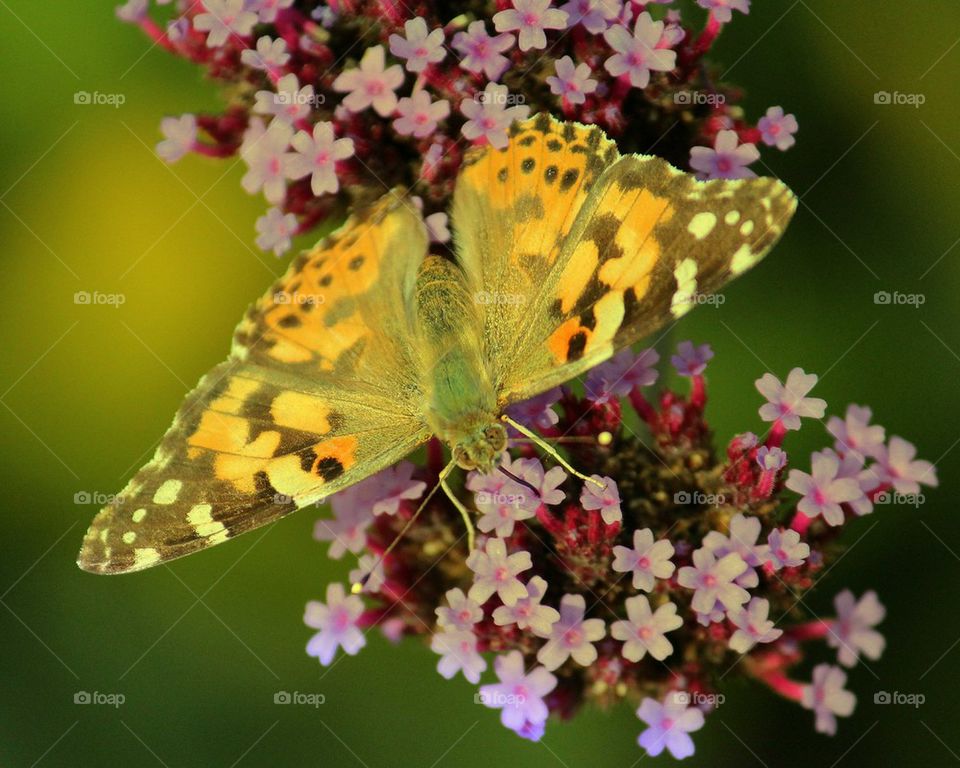 Butterfly on flowers