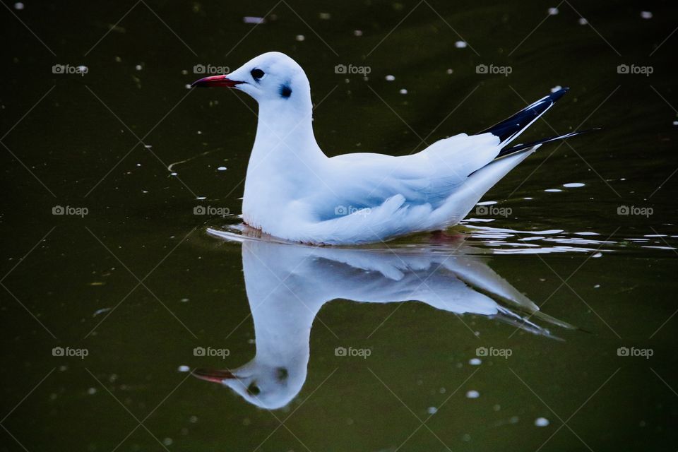 seagull