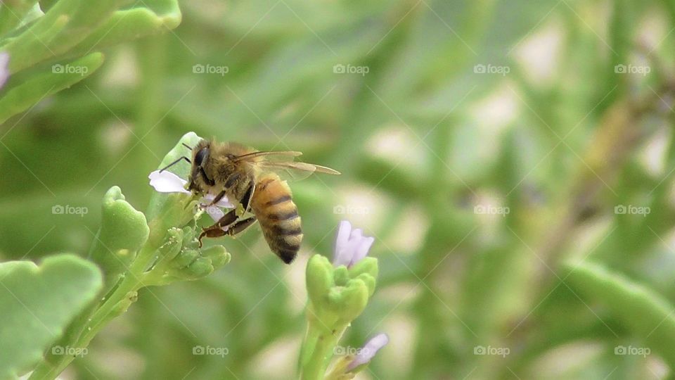 Bee gathering pollen on an Australian beach amongst bright green and purple flowers.