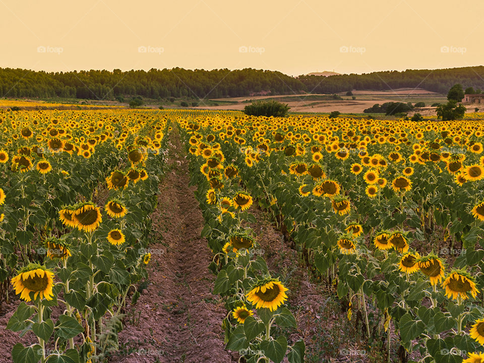 Fields sunflowers....