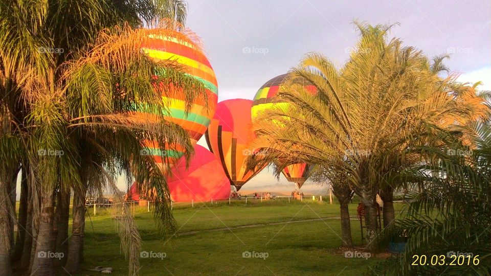 balões enchendo para voar em dia de céu lindo e limpo foto tirada entre palmeiras e coqueiros