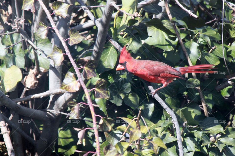 Cardinal