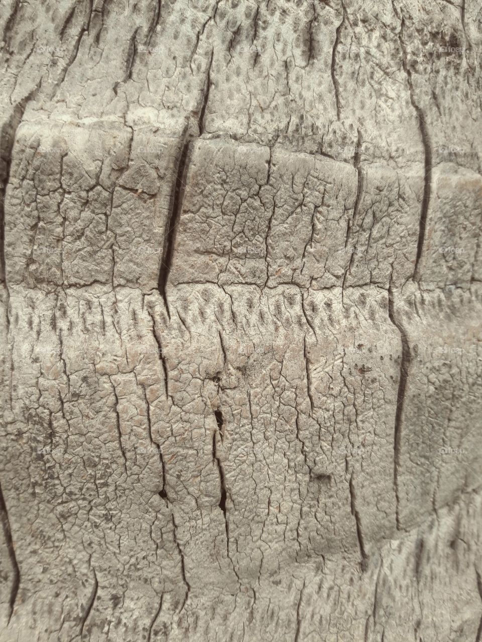 elephant wood surface texture rough cracked hardish grayish