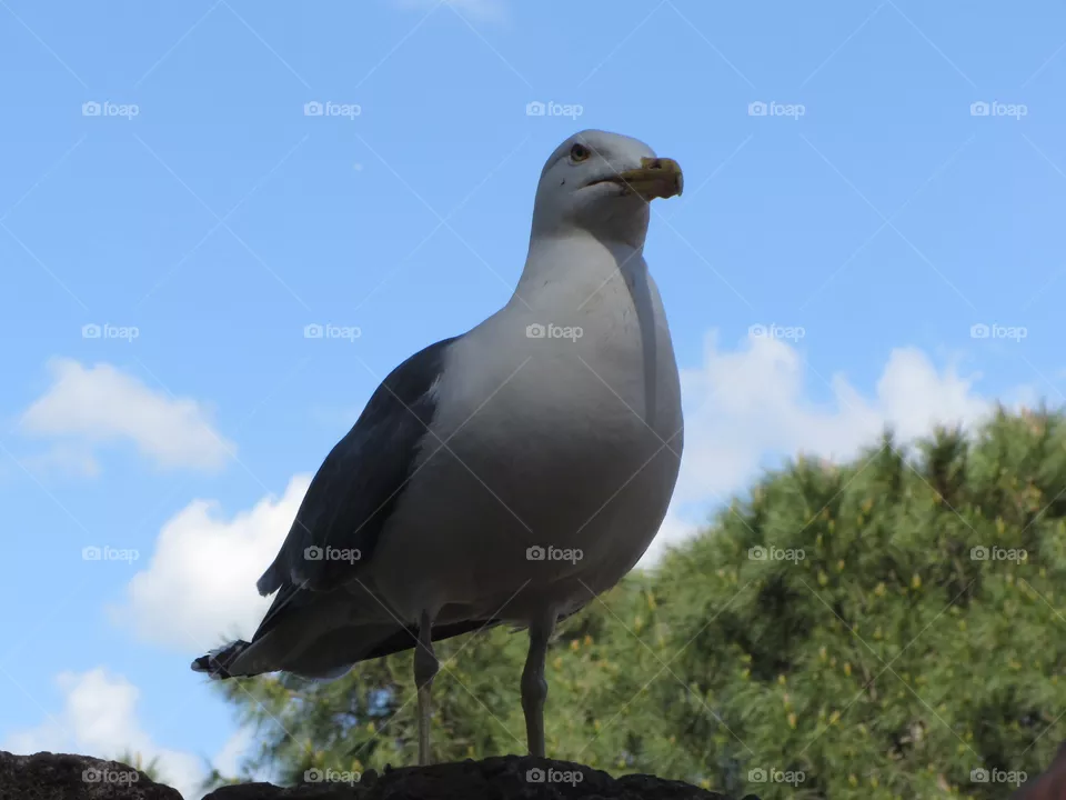 Seagulls