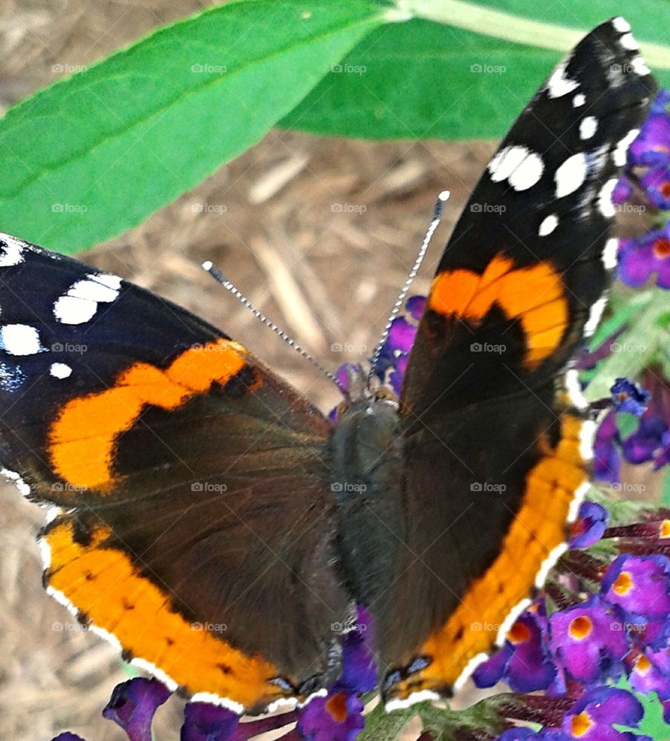Butterfly. Loving this bloom.