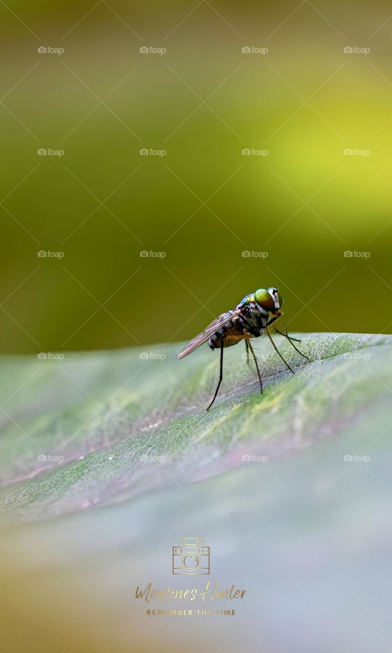 Bugs, insects and more 