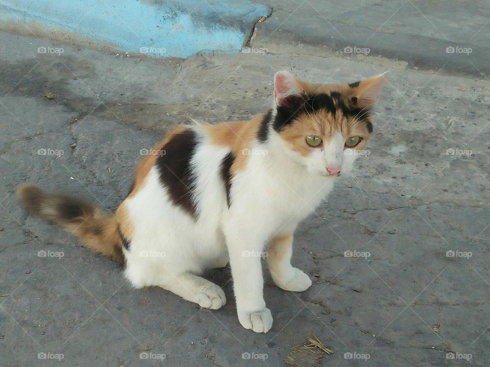 Beautiful cat looking at camera.