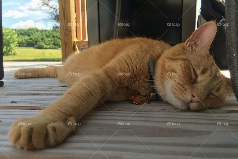 Cat sleeping on a floor