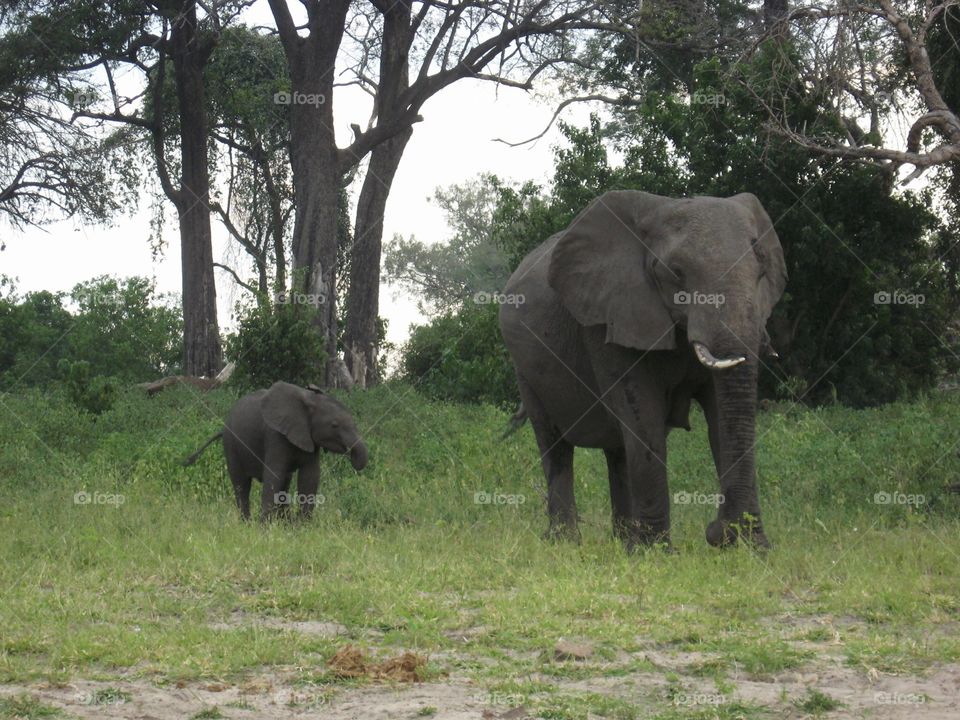 African Elephant. African Safari
