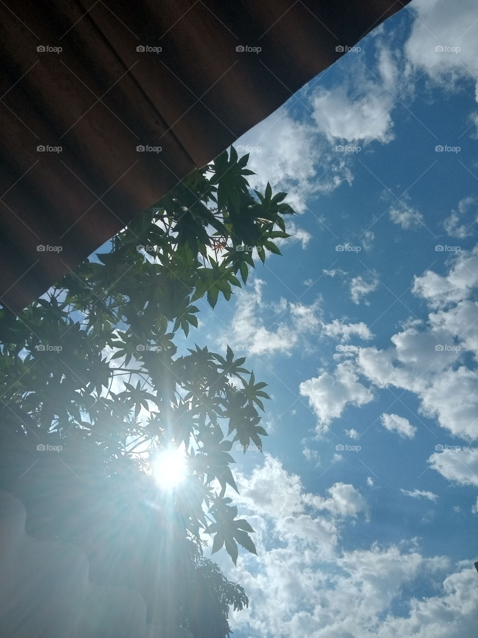 A Árvore do Óleo de Rícino