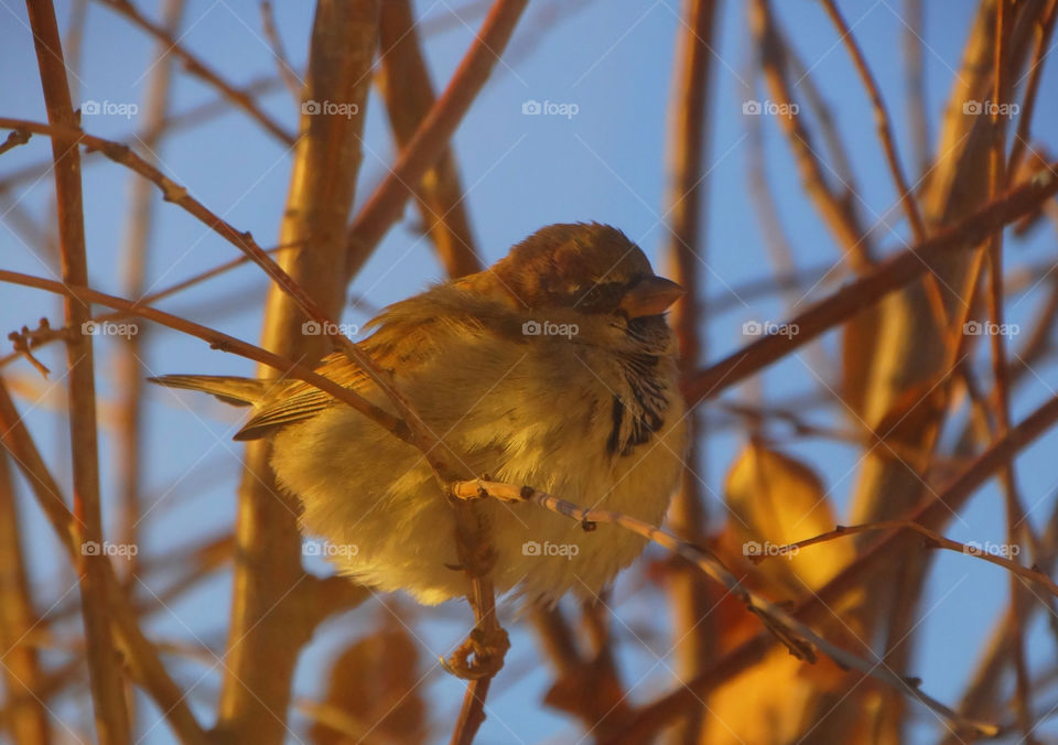 Golden sparrow