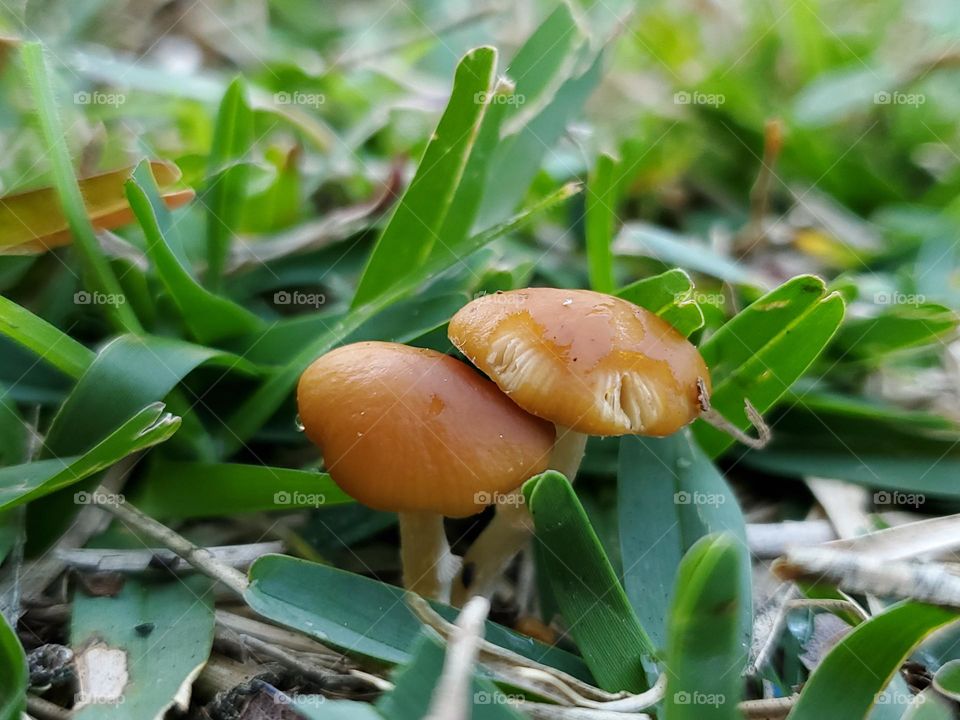 And from the sod two tiny little mushrooms appear.