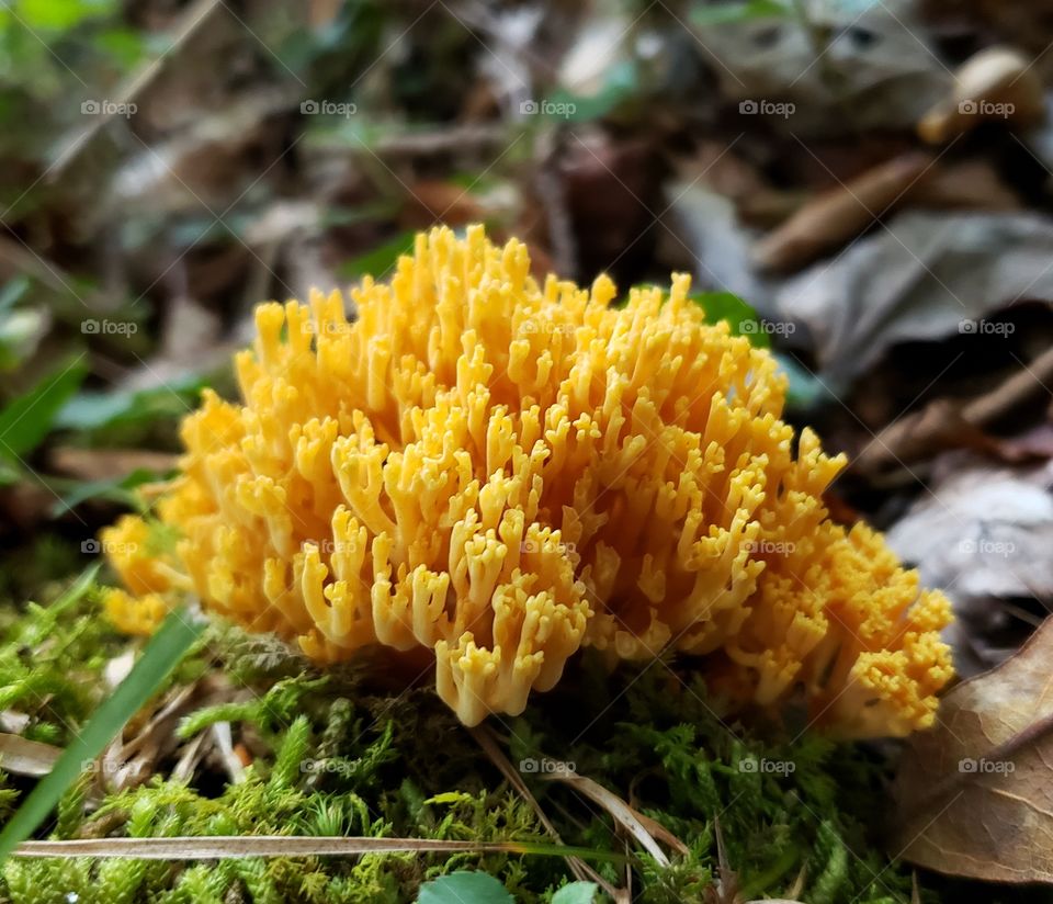 mushroom?