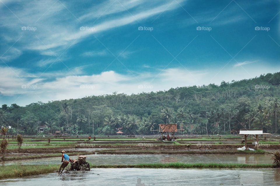 a farmer is processing his rice farm before its cultivate