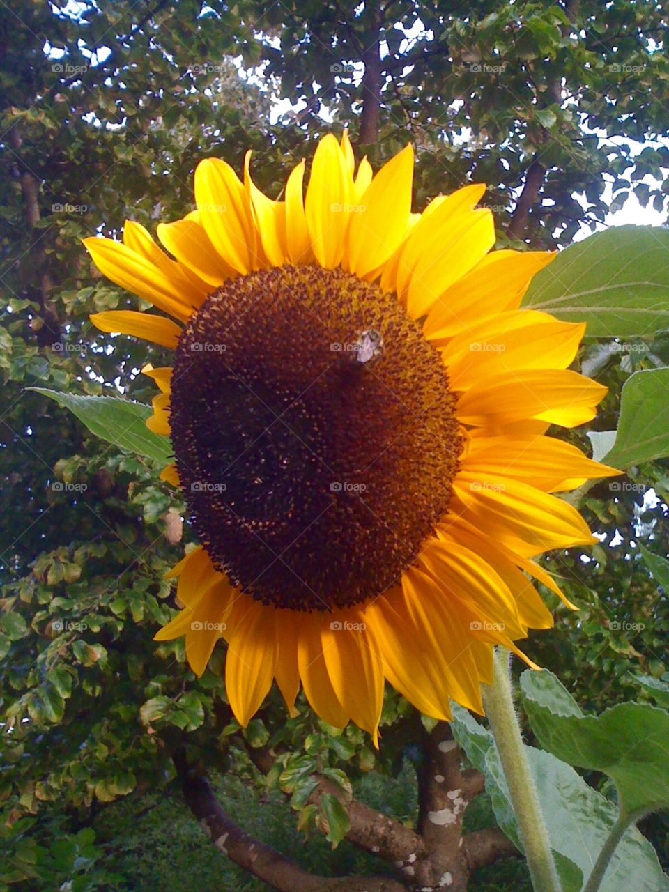 Sunflower and bee