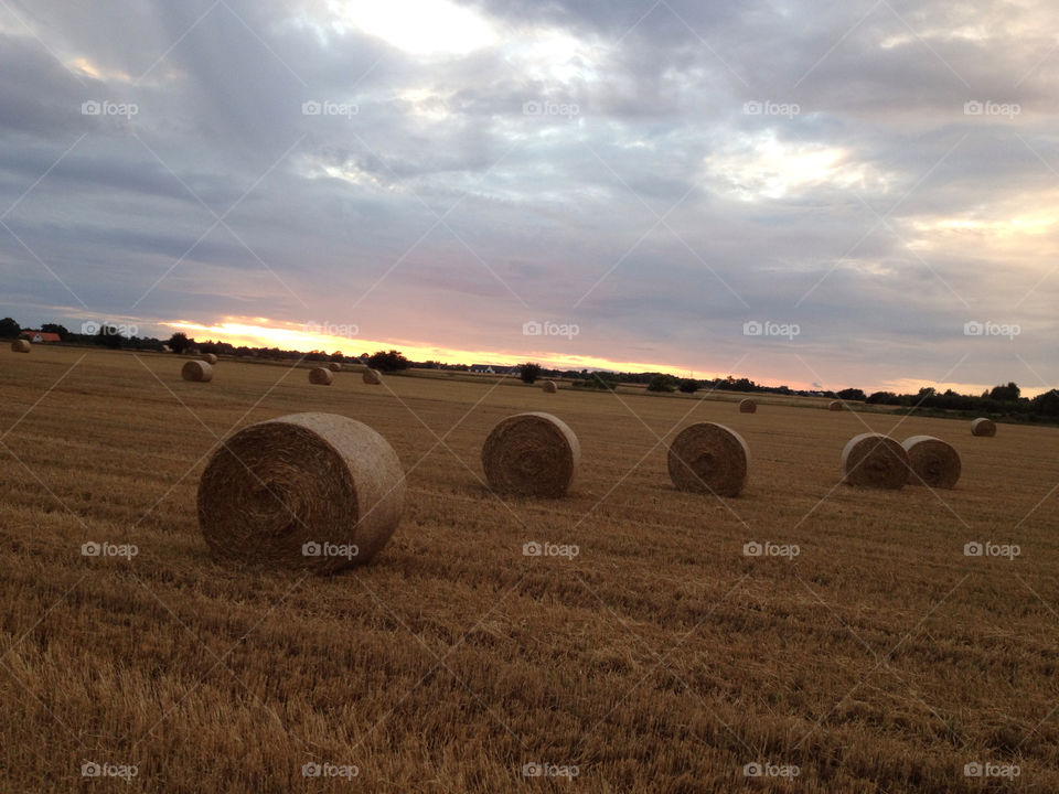 sweden field sunset höllviken by shec