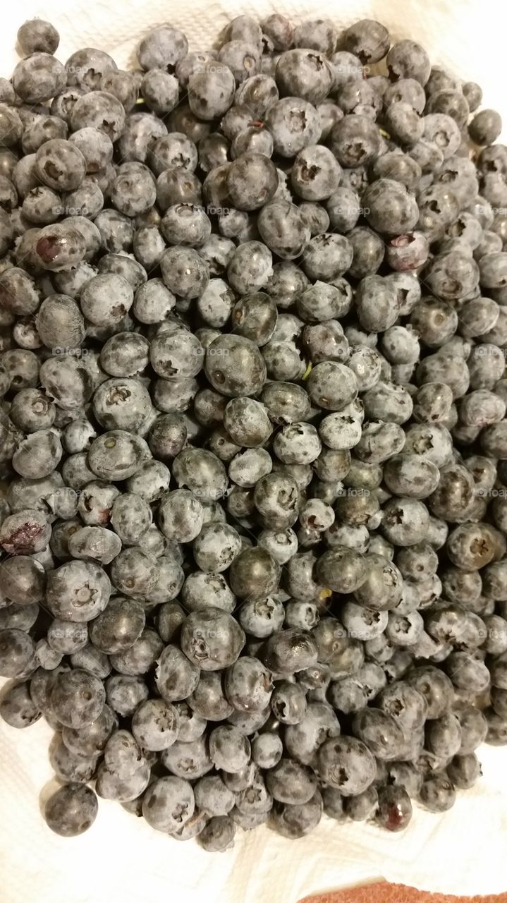 last crop of fresh blueberries