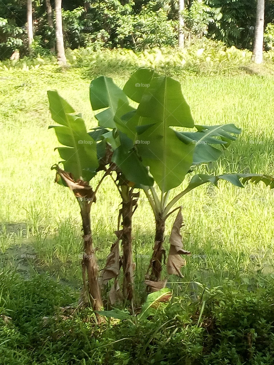 the small banana tree