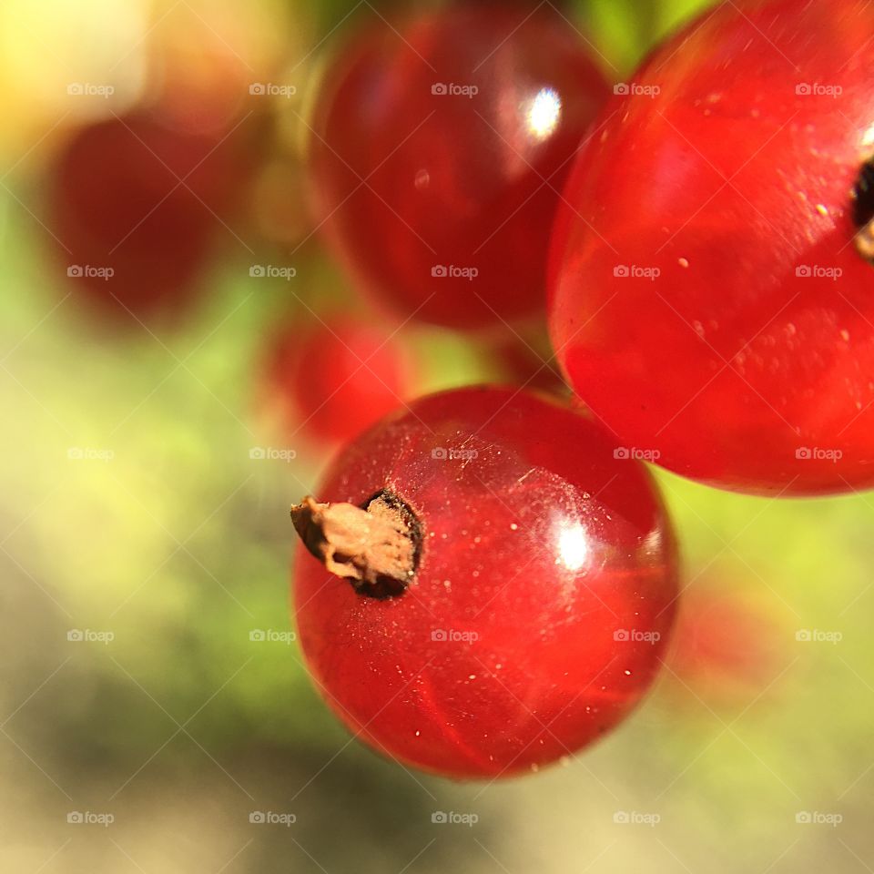 Red currants. Garden treasures