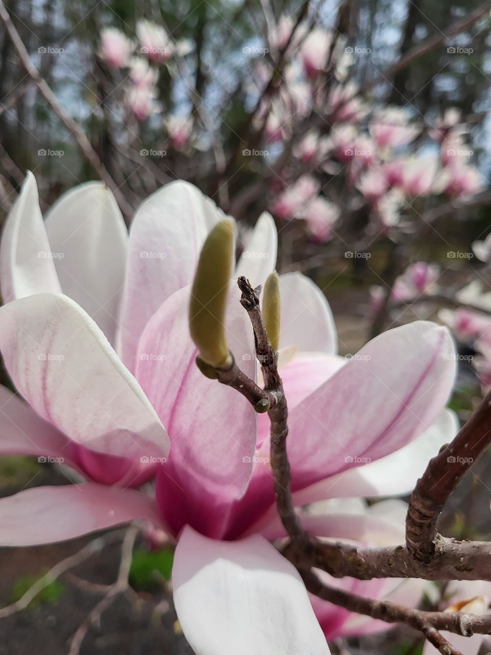 pink magnolia