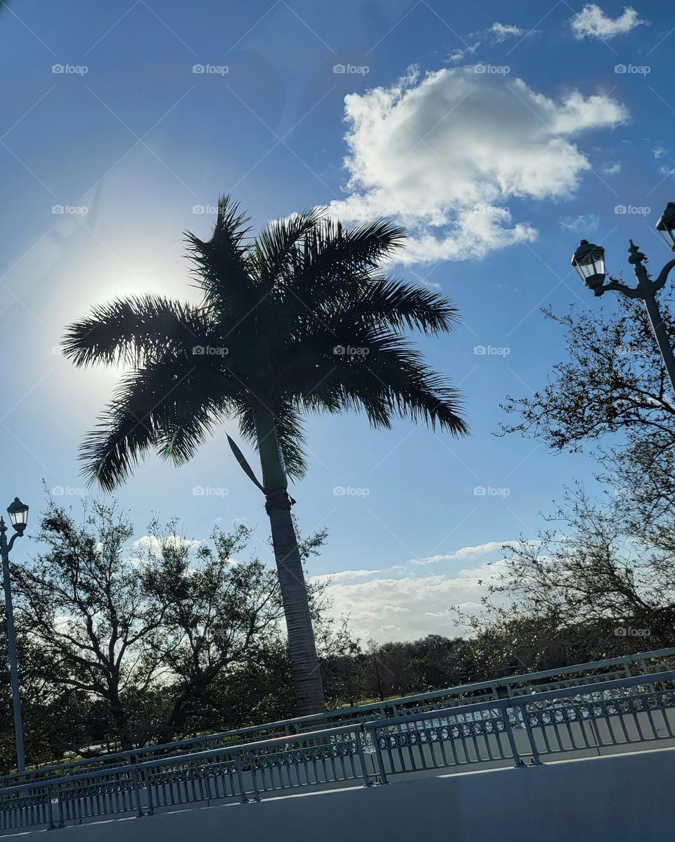 Beautiful Palm Tree in Palm Beach.