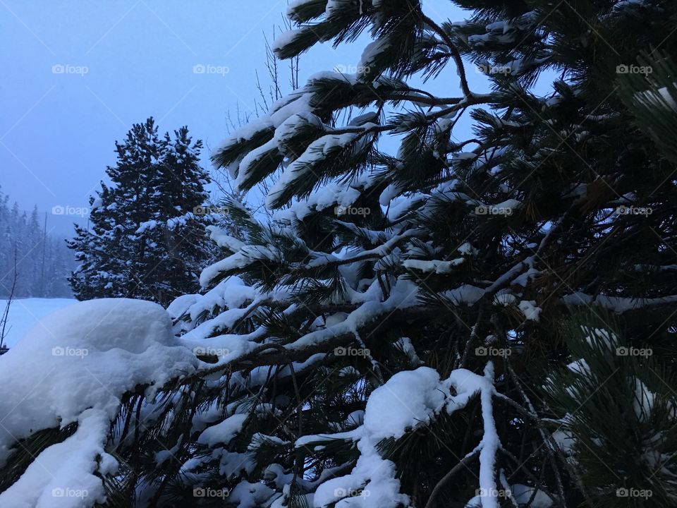 Trees in snowy forest