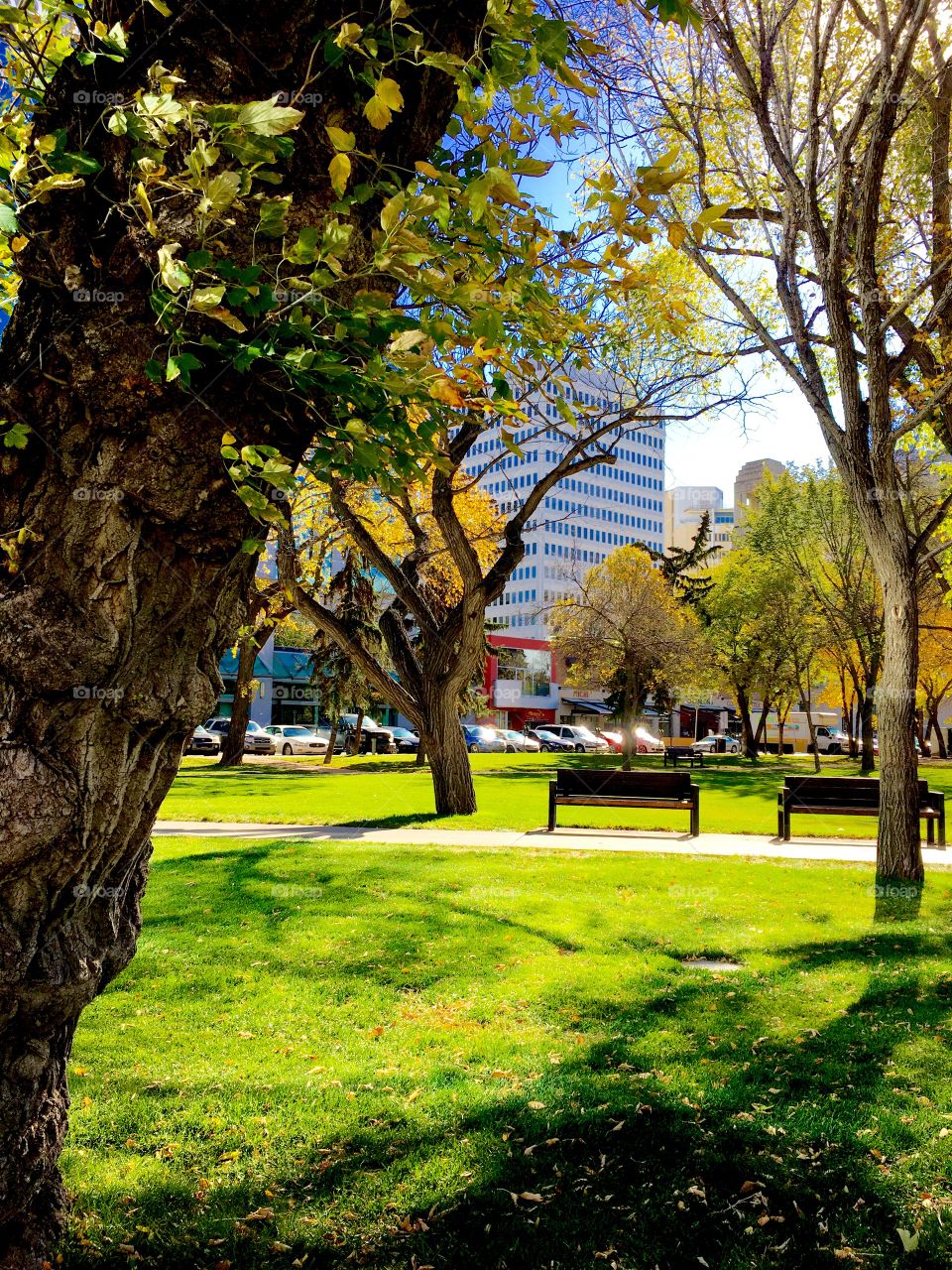 City park in fall.