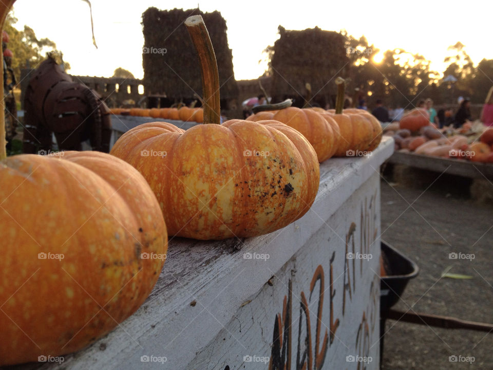 california pumpkin patch fall autumn pumpkin by alyfromuk2us