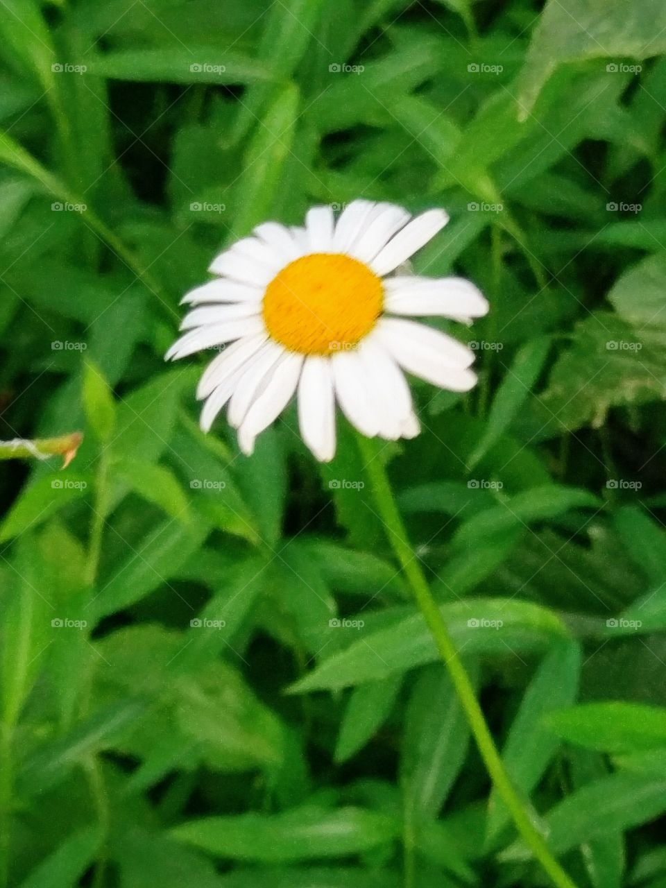 Lone daisy