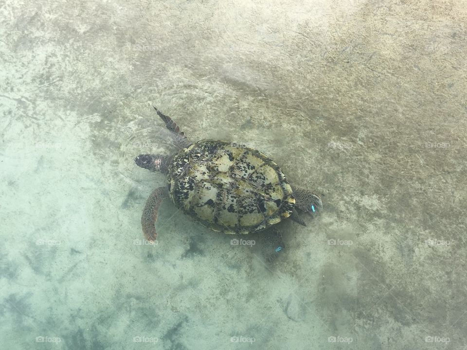 Green Sea Turtle 