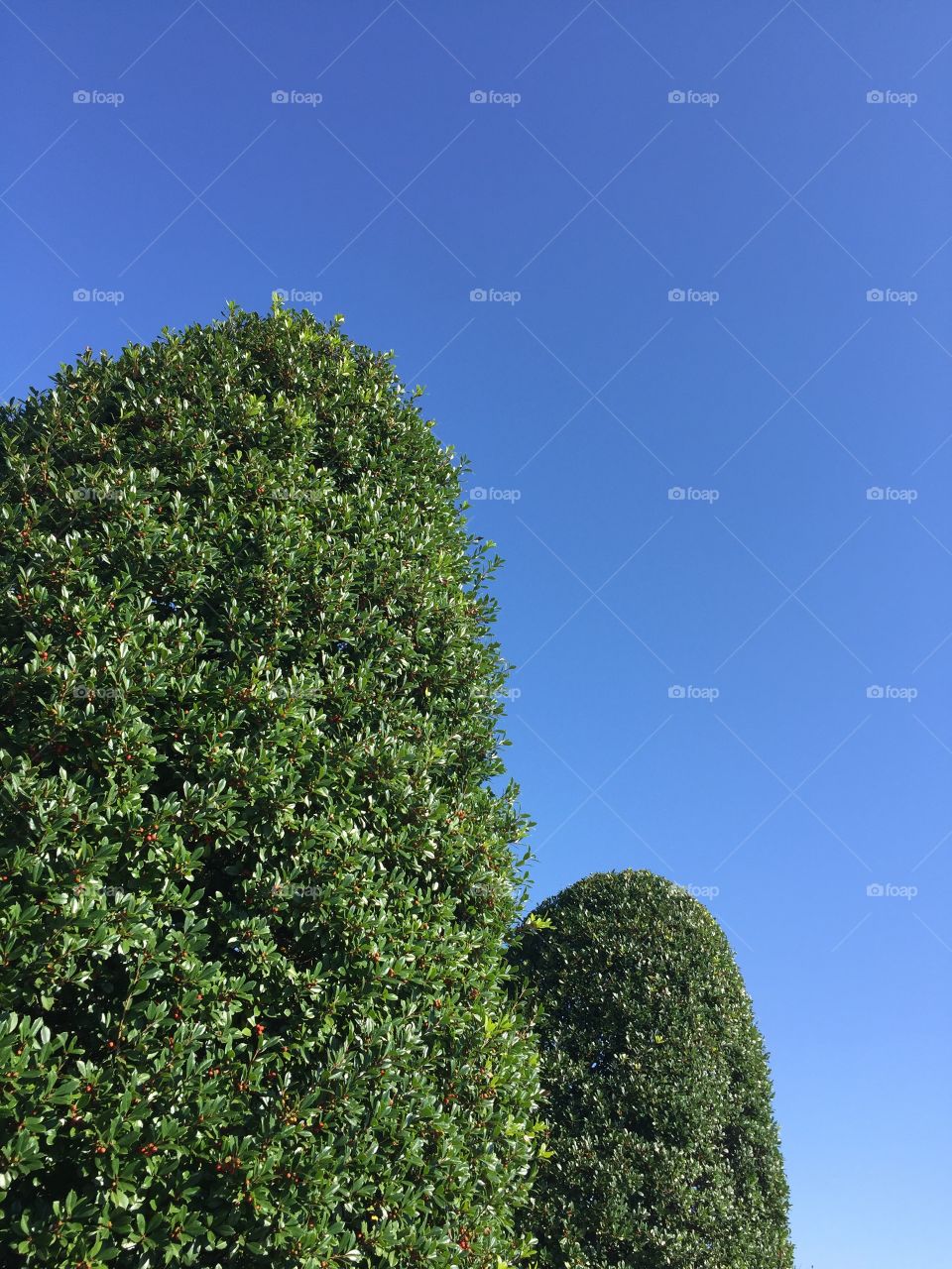 Two green landscaped trees on a clear blue sky background.