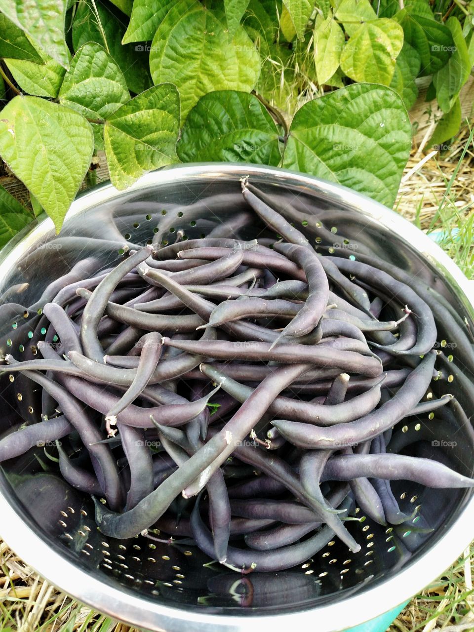 Garden Purple Beans