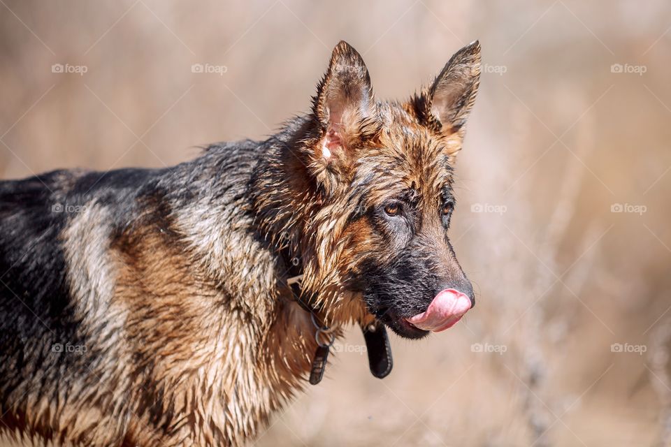 German shepherd dog outdoor spring pond