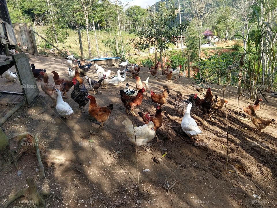 galinhas na sombra