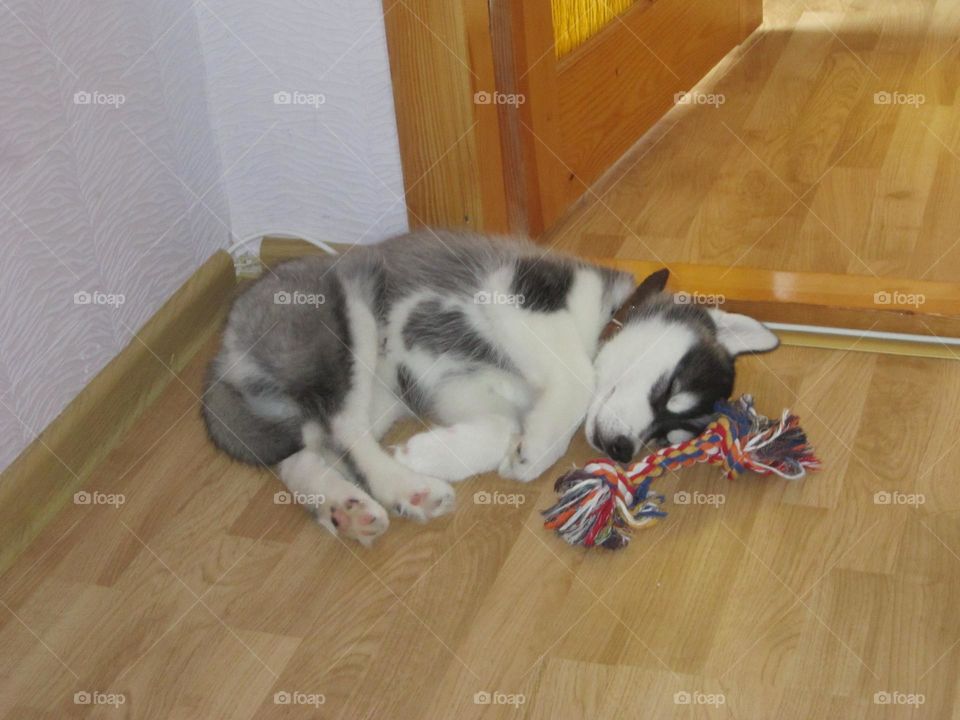 Polar Angel sleeping