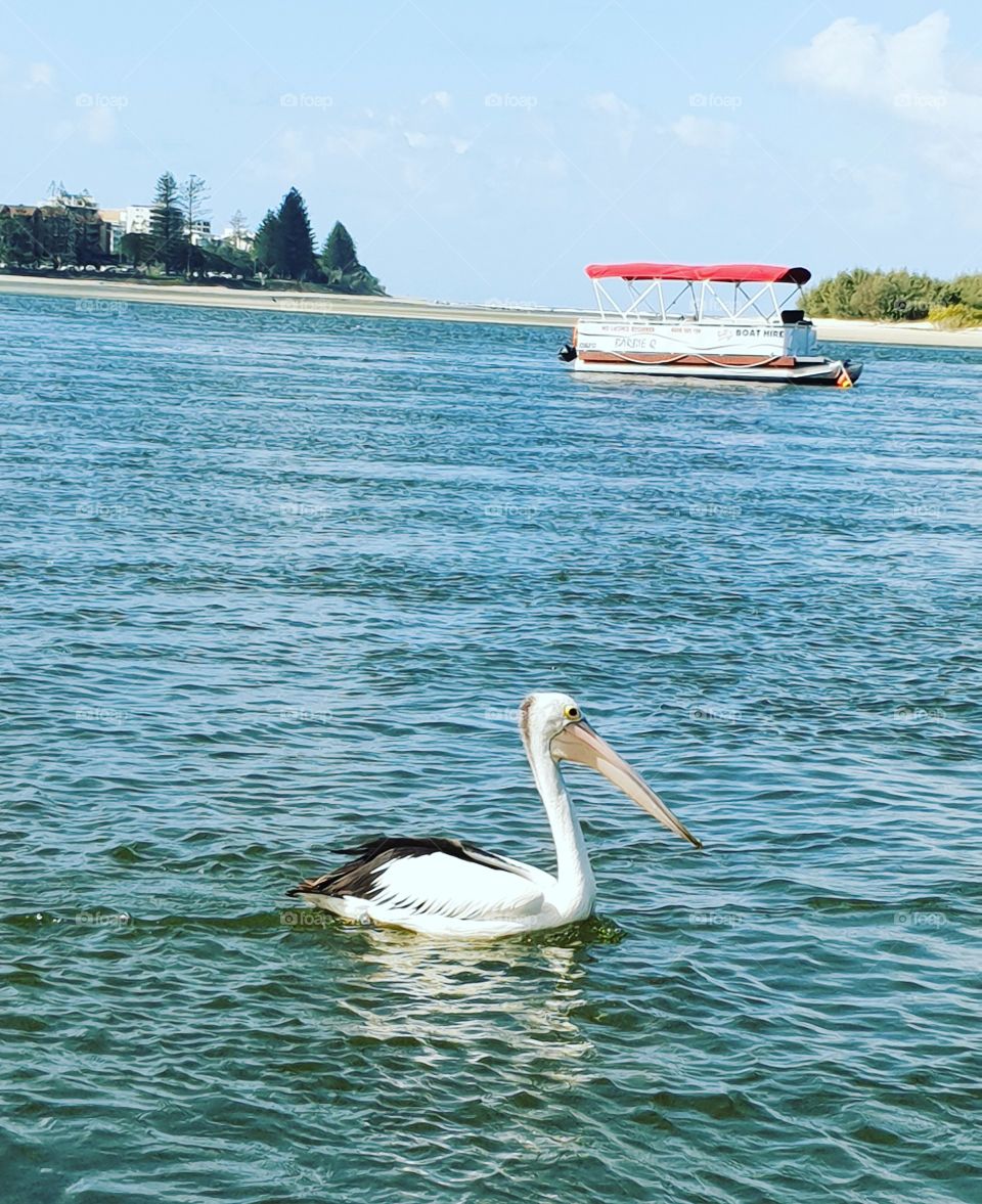 pelican on beach water