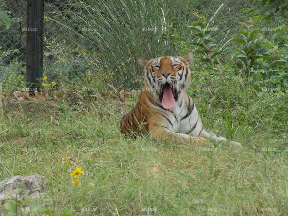 Tiger in Biological Park, Jaipur, India