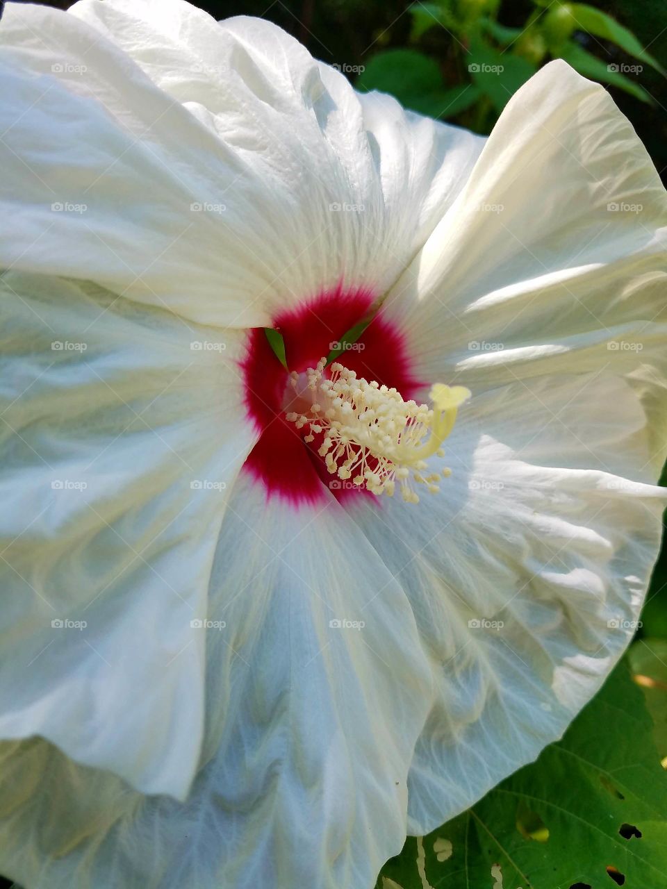White hardy hibiscus red center.